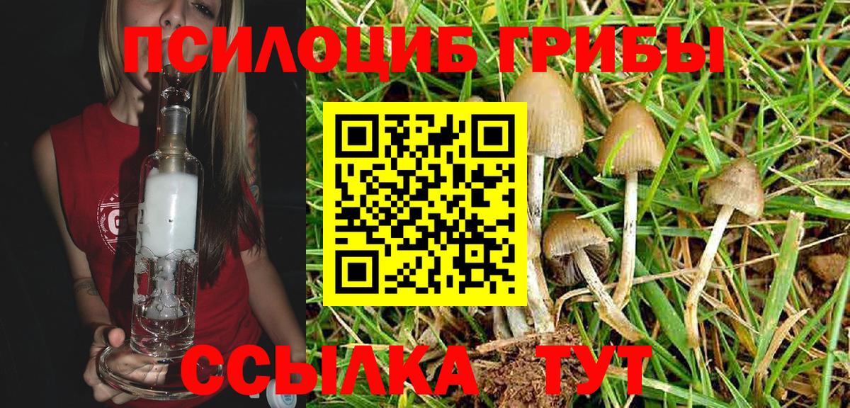 Галлюциногенные грибы Psilocybe Димитровград